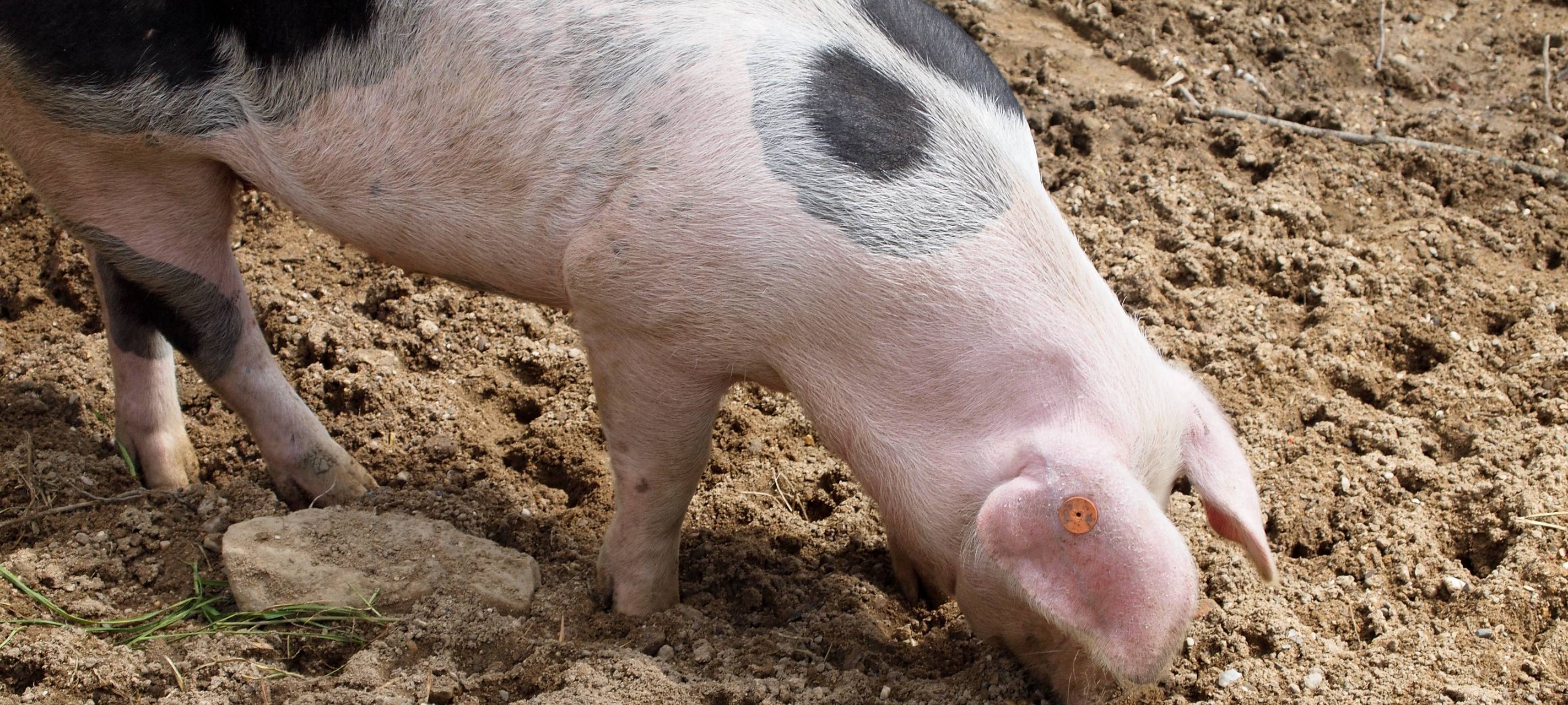 Wittener Streichelzoo öffnet länger