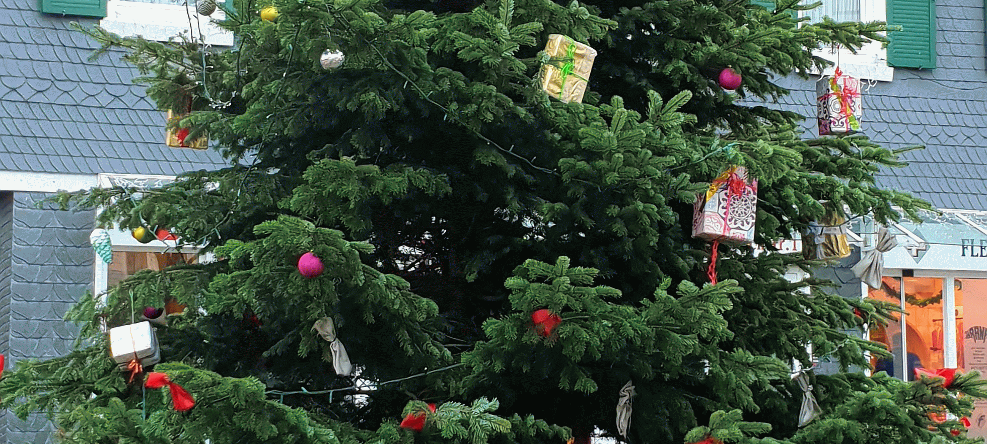 Wohin mit dem Weihnachtsbaum?
