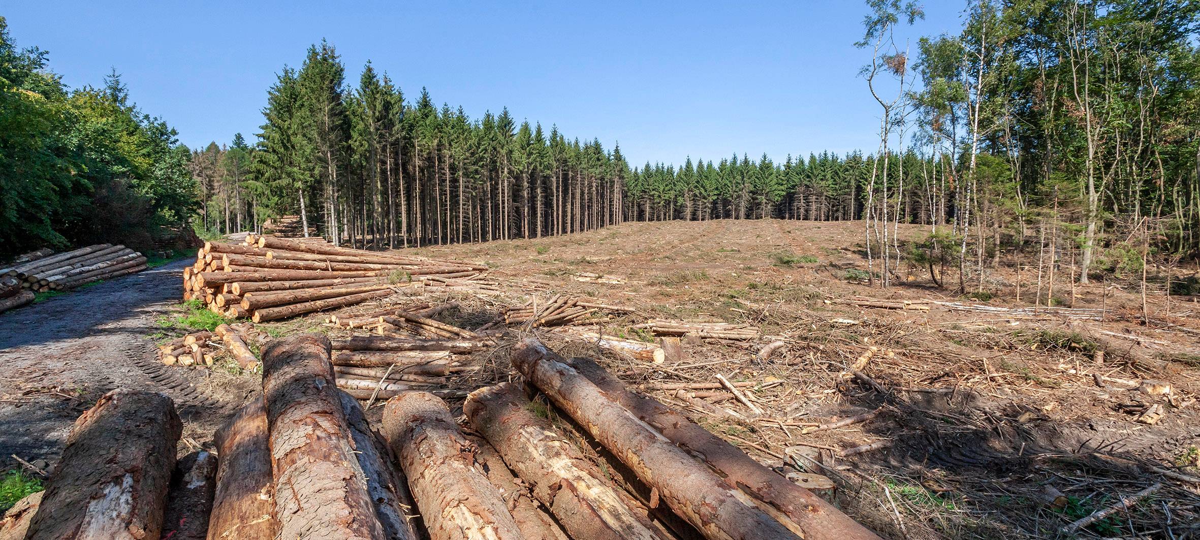 Ruhrverband erwartet neues Fichtensterben