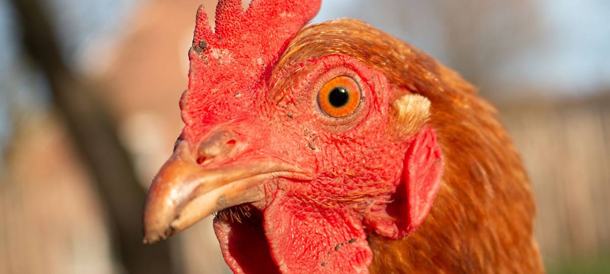 Stallpflicht im EN-Kreis wegen Geflügelpest HPAI