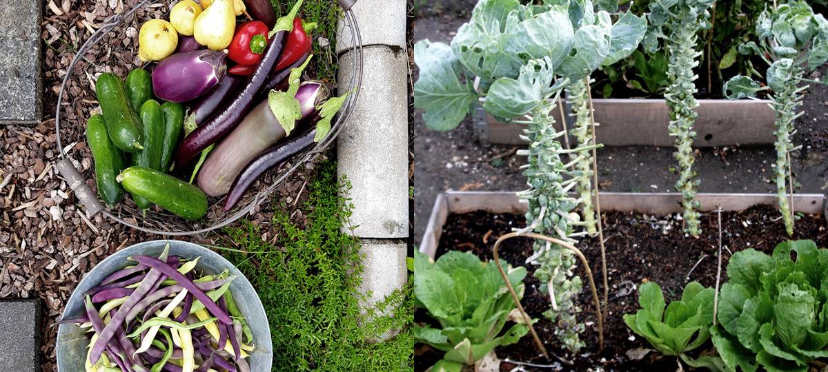 Die Stadt Wetter zeichnet artenreiche Gärten aus