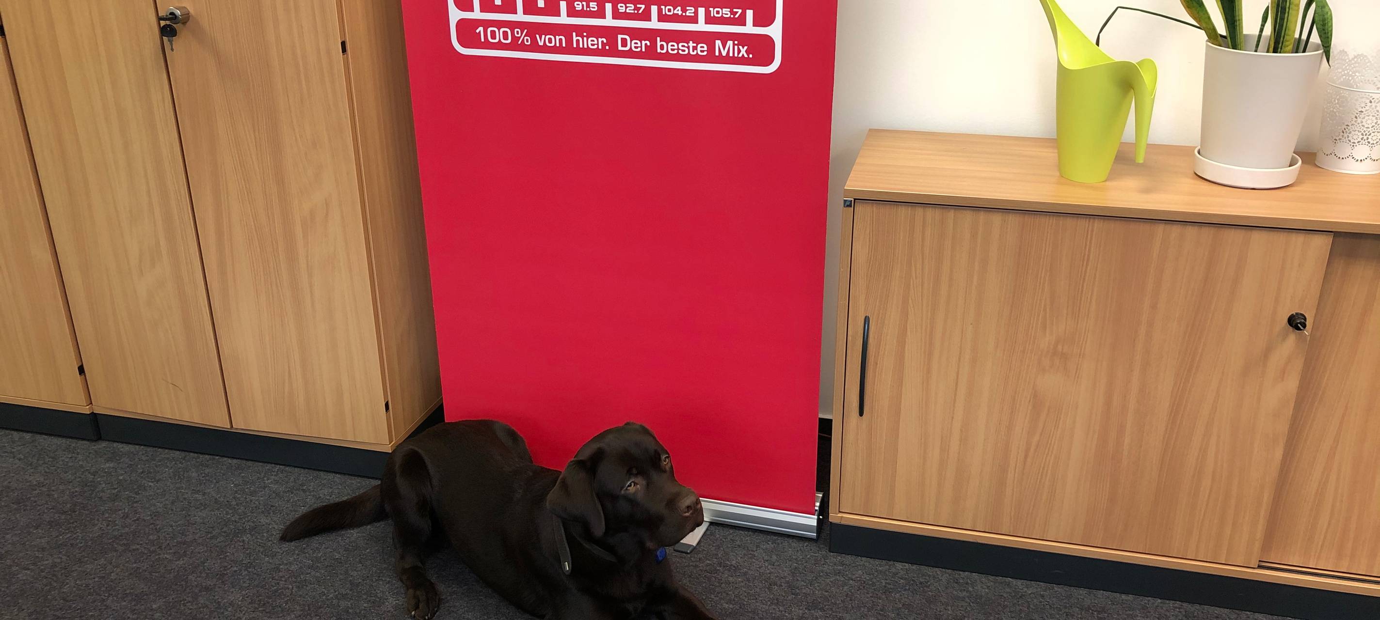 Darf man Haustiere mit zur Arbeit nehmen?