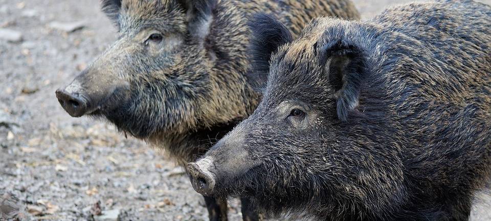 Außergewöhnlich viele Wildschweine in Ennepetal