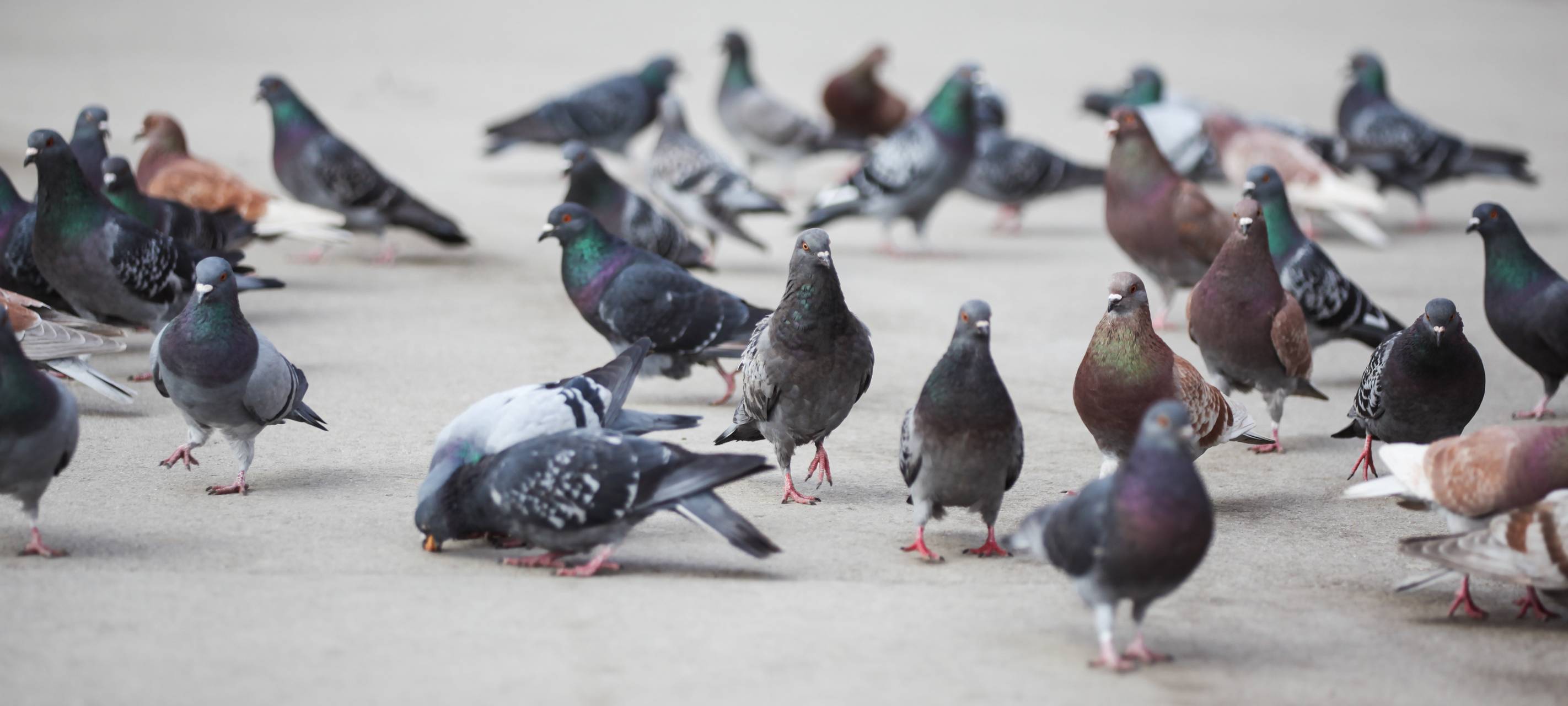 Stadttauben kein Problem in unserem Kreis