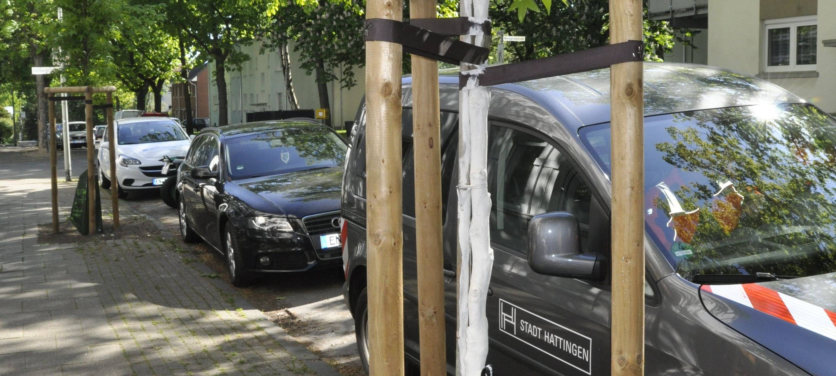 Stadt sorgt sich um junge Straßenbäume