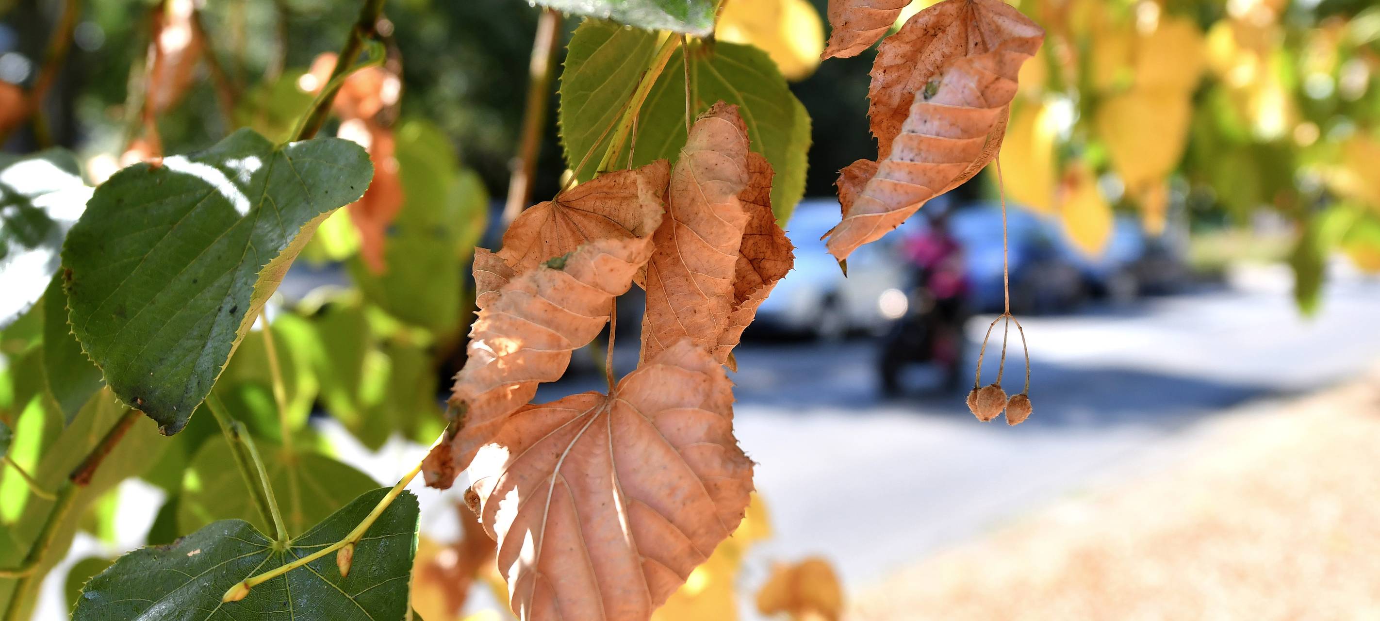 Kreis nimmt kostenlos Herbstlaub an