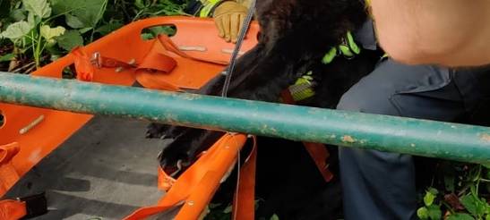 Feuerwehr rettet hilflosen Hund