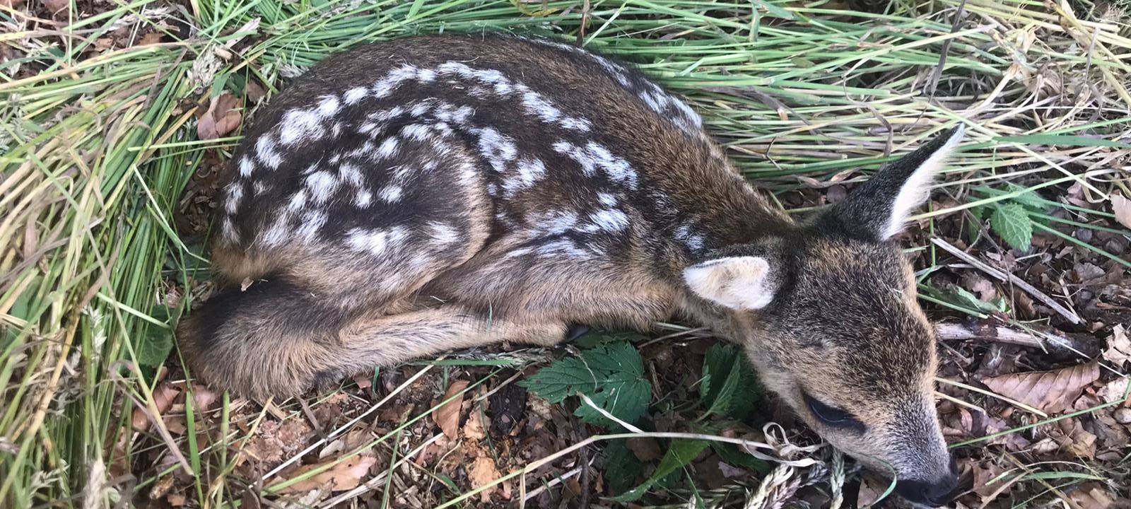 Brut- und Setzzeit im EN-Kreis: Rehkitze alleine lassen