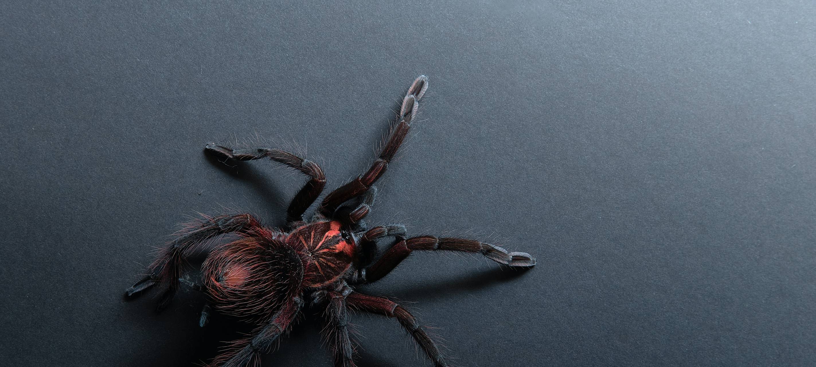 Themenwoche "Gefühle": Ekel