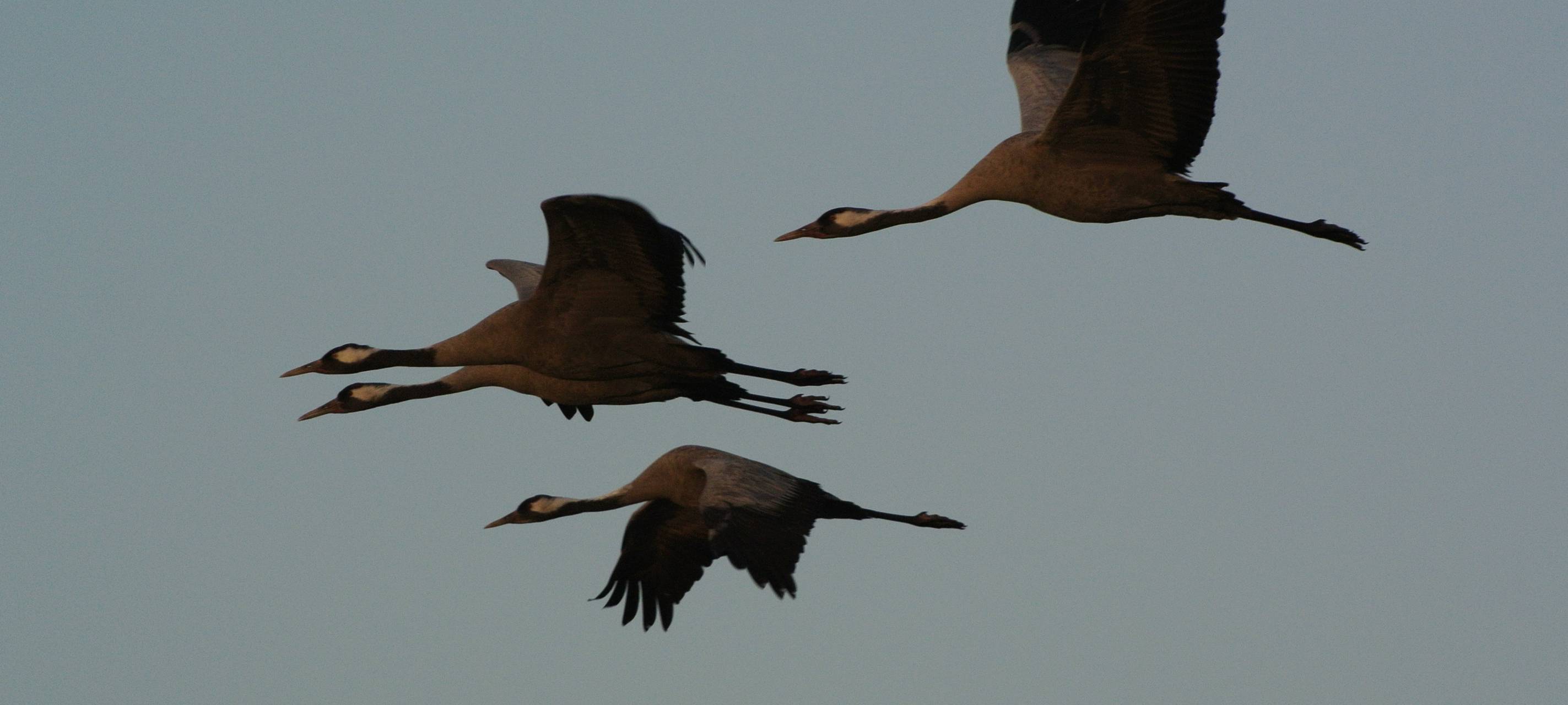 Kraniche brechen Richtung Süden auf