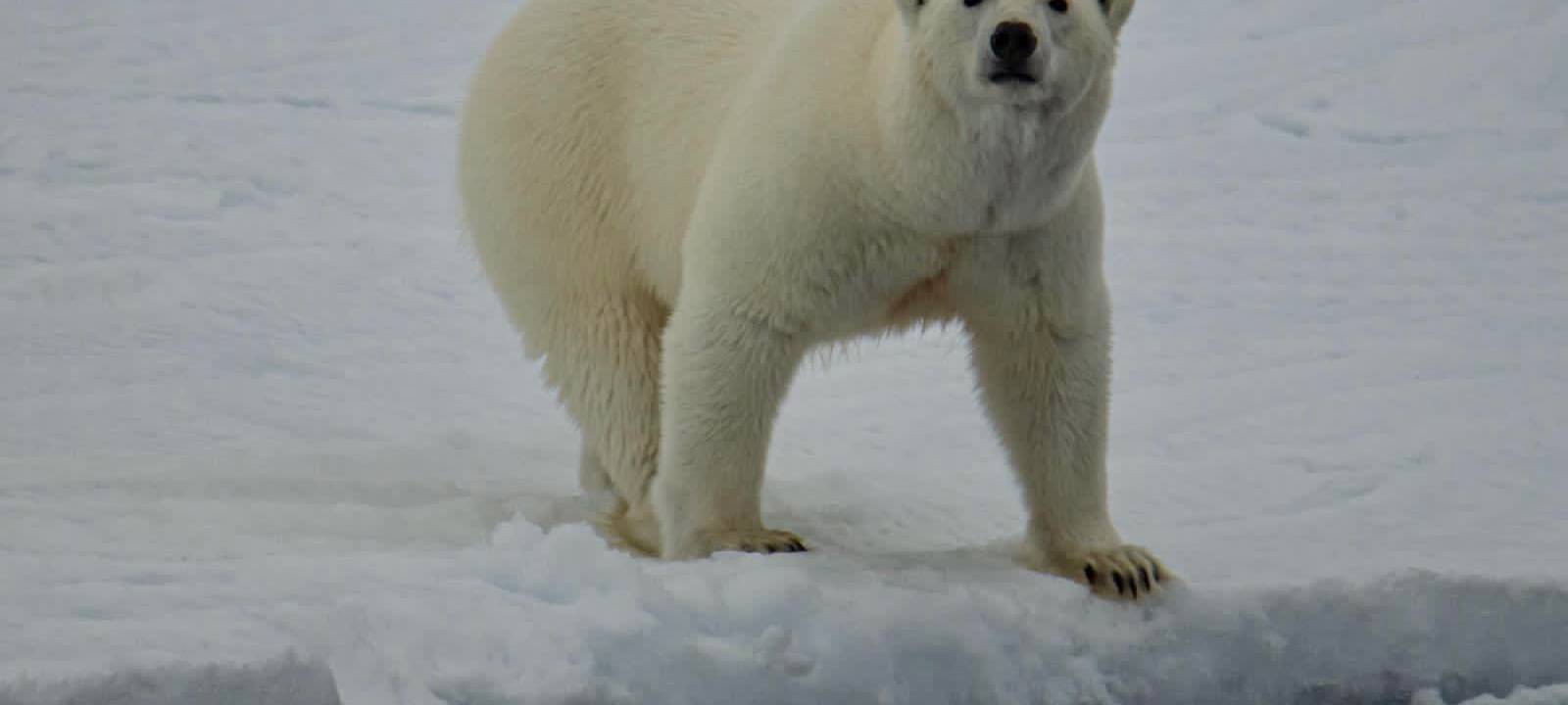 Exklusive Bilder von der Polarstern-Expediton "MOSAiC" in der Arktis