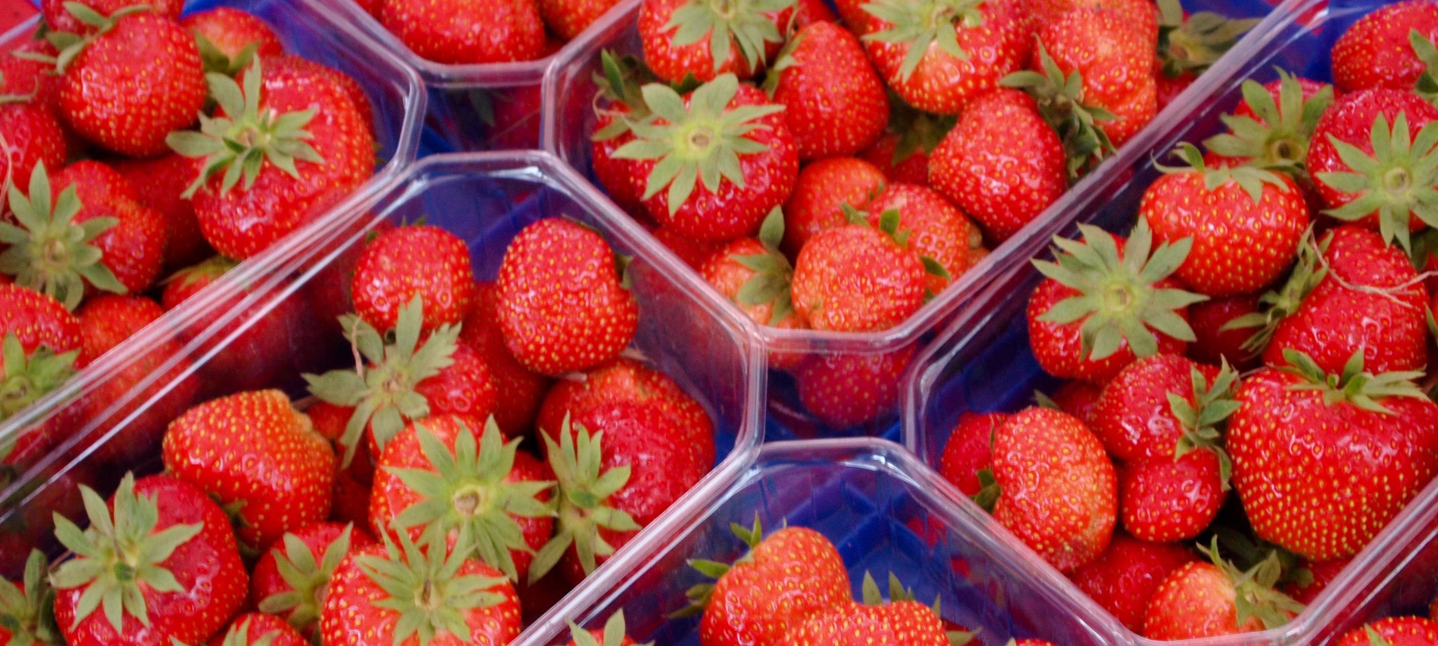 Erdbeeren frisch vom Feld