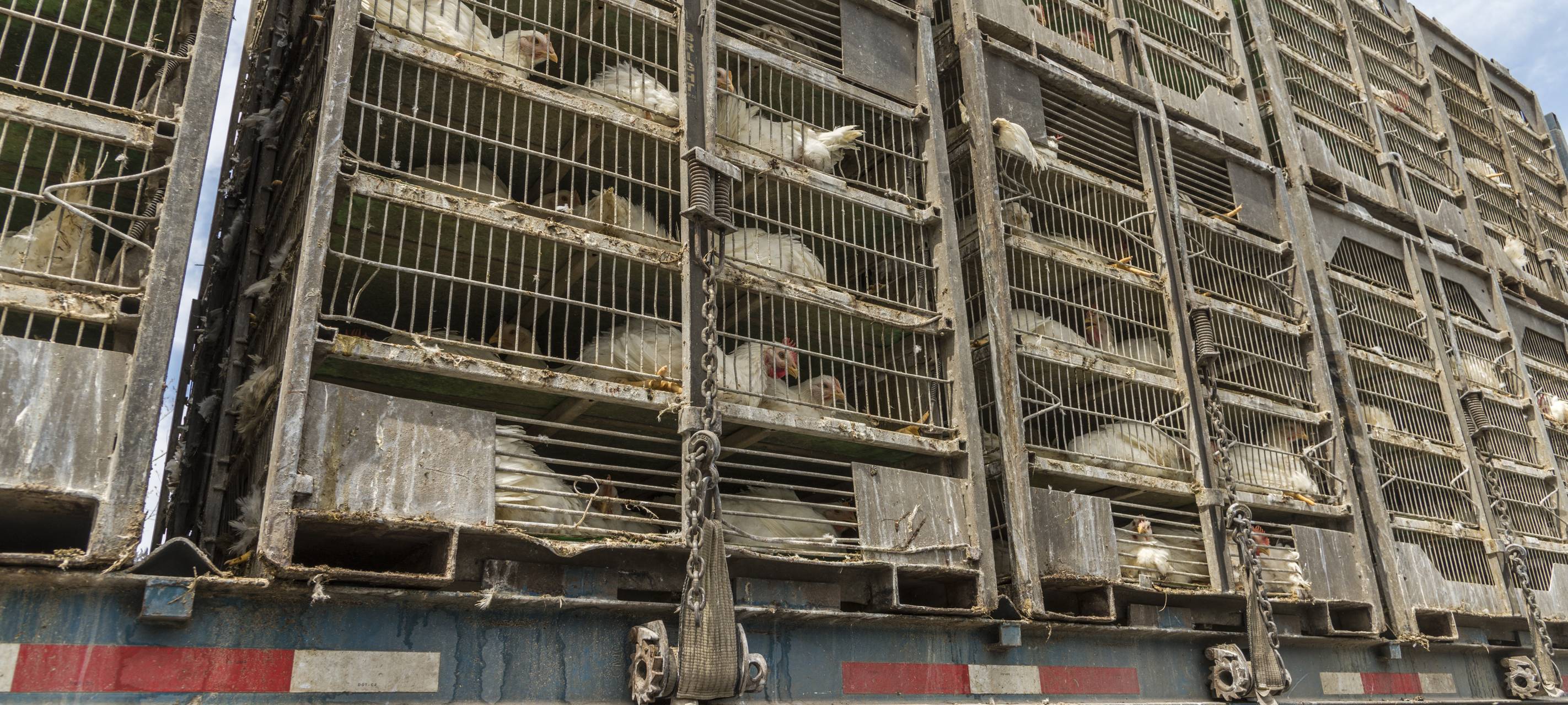 Ennepetalerin rettet Hühner