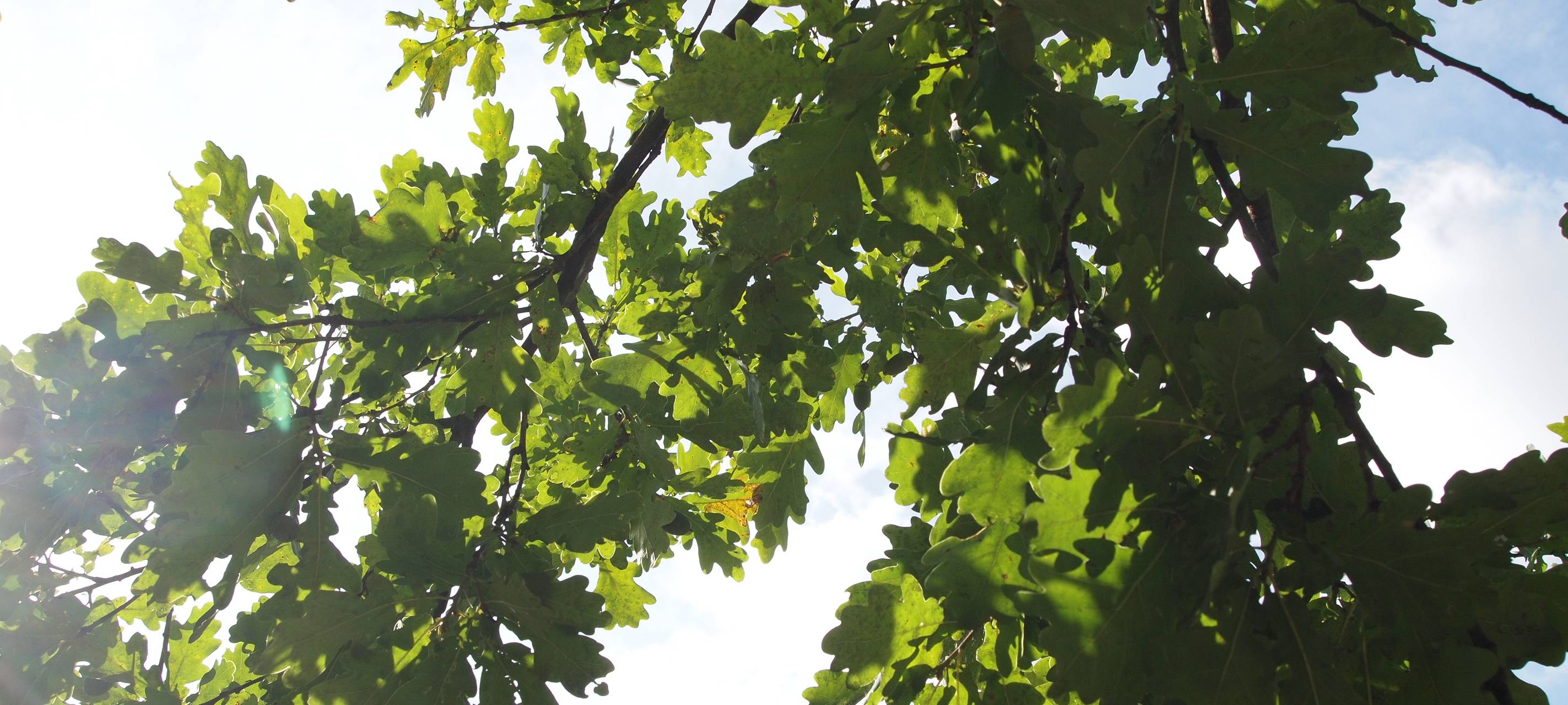 Großes Baumpflanzprojekt startet