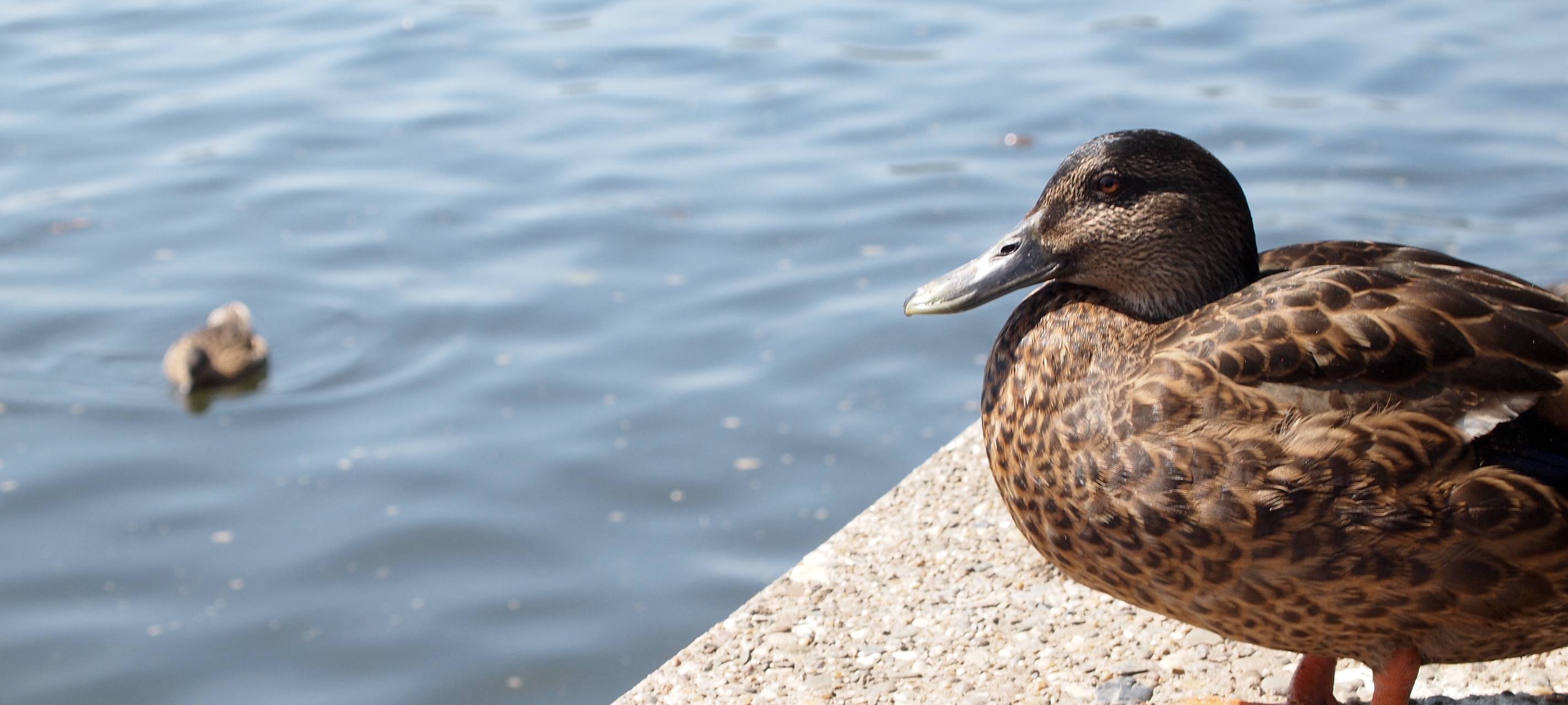 Tierschutz: Beschlagnahmungen in Wetter