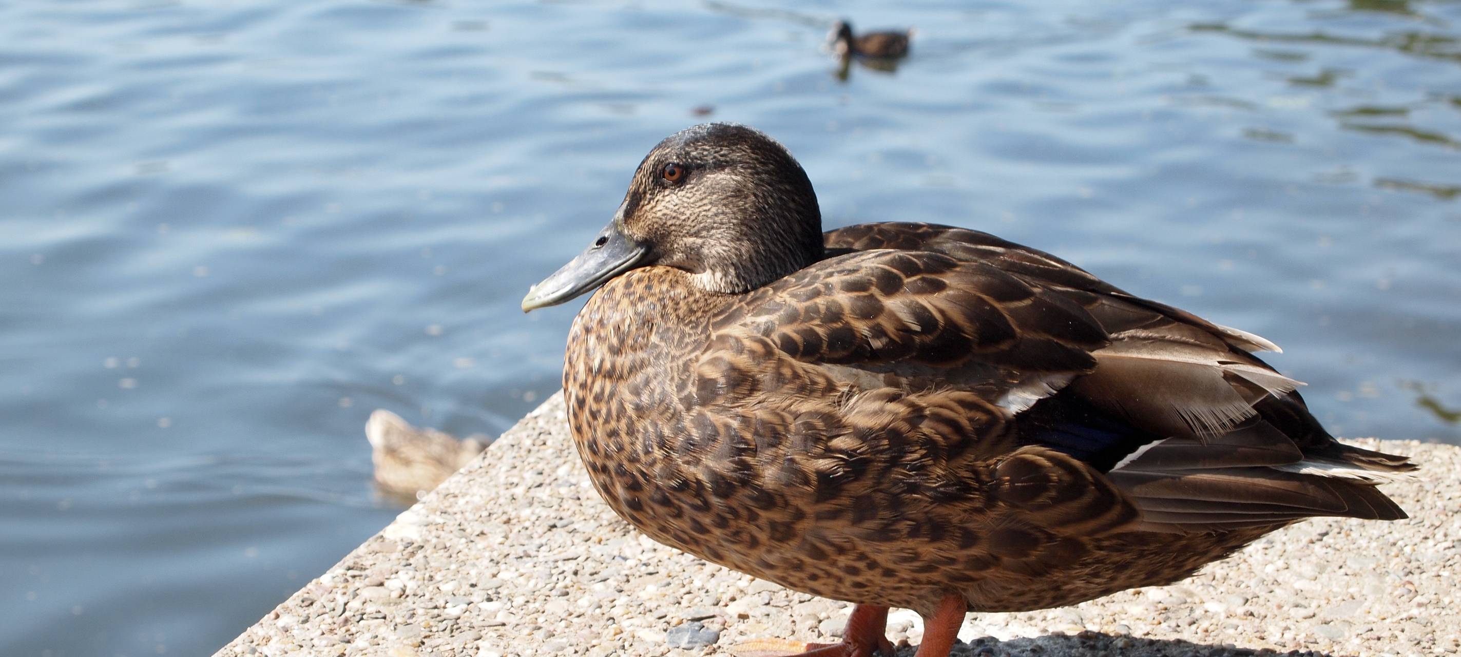 See- und Hafenfest läuft am Wochenende