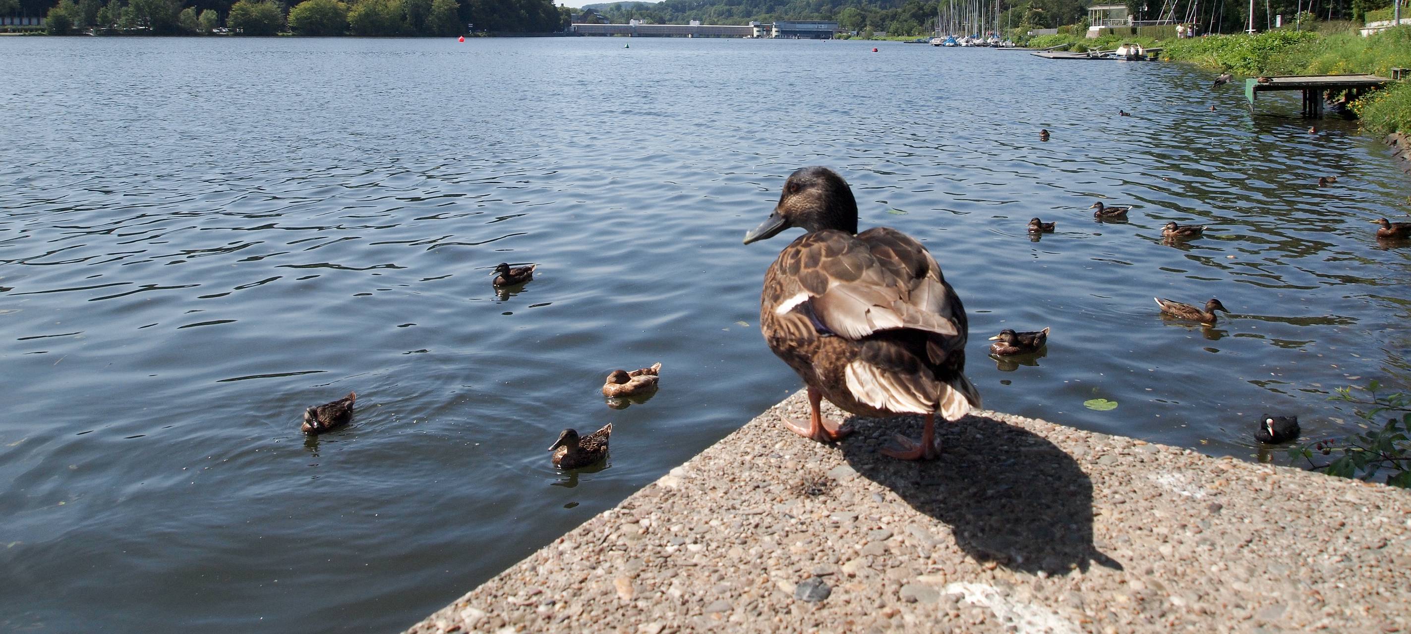 Essen feiert Baldeneysee