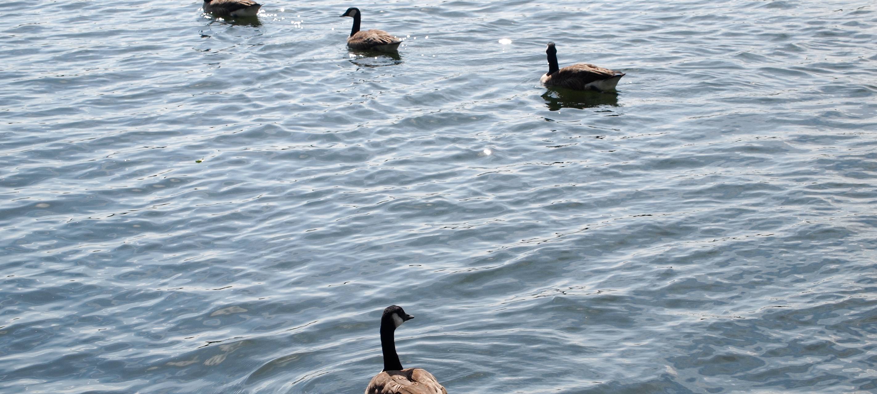Herdecke will sich "Stadt der Ruhrseen" nennen.