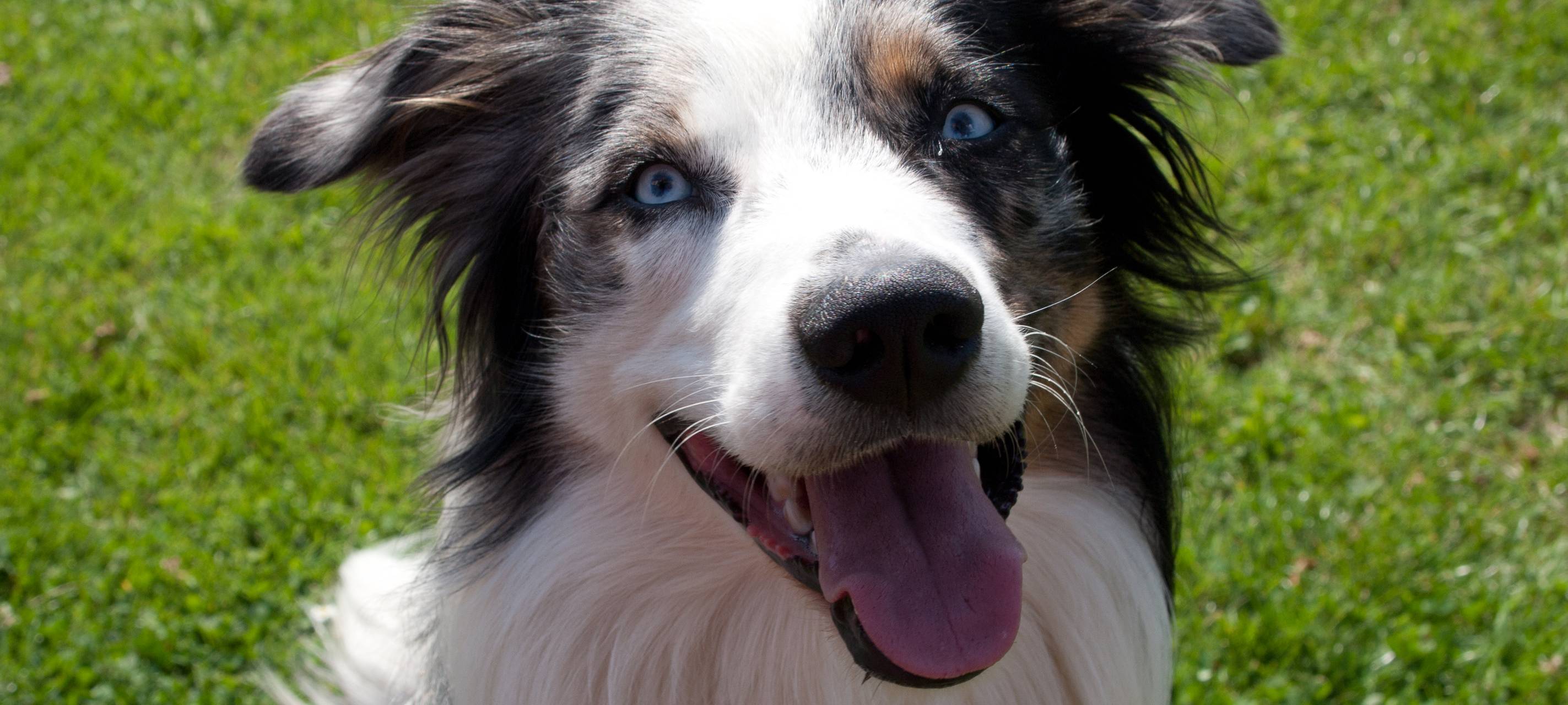 Gnadenfrist für Hundehalter
