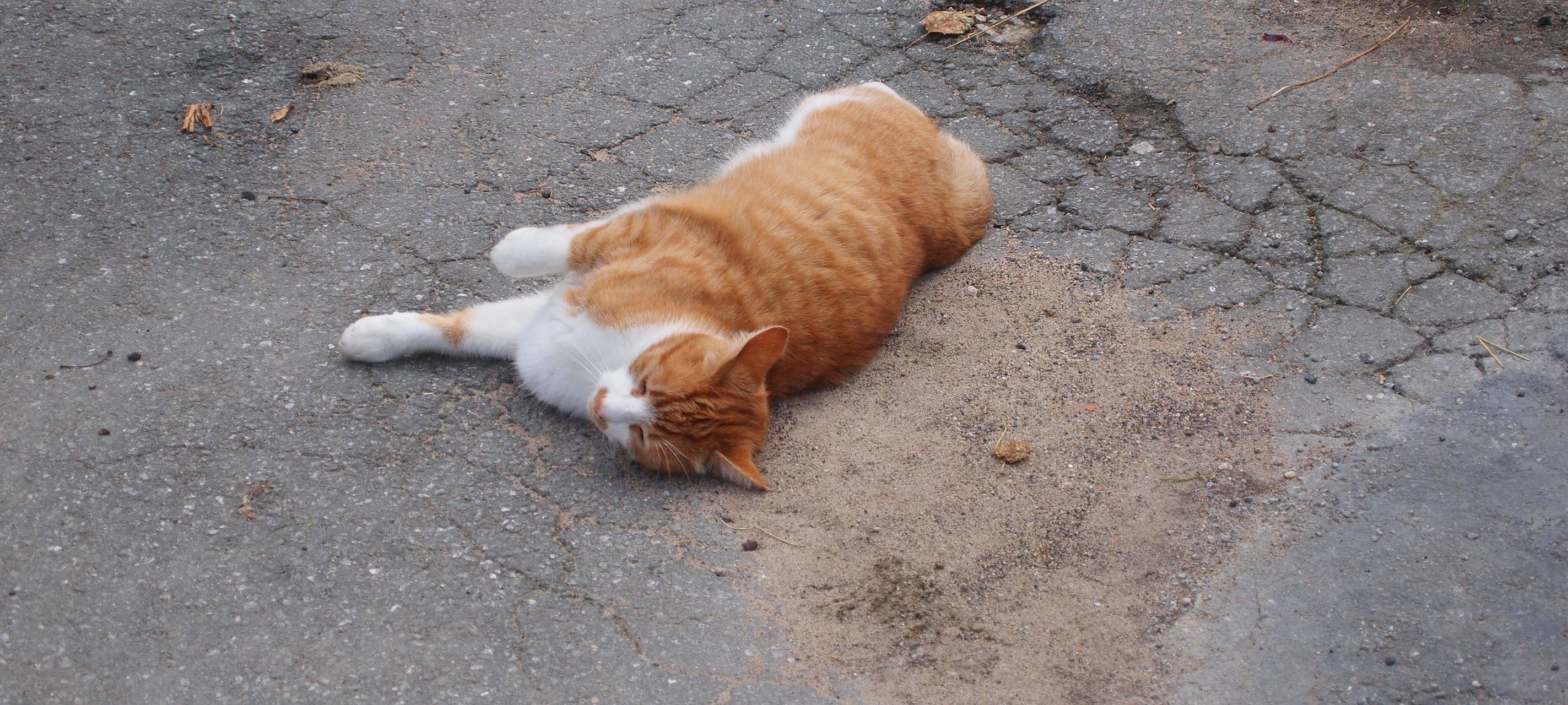 Hattingen entscheidet sich für neues Tierheim