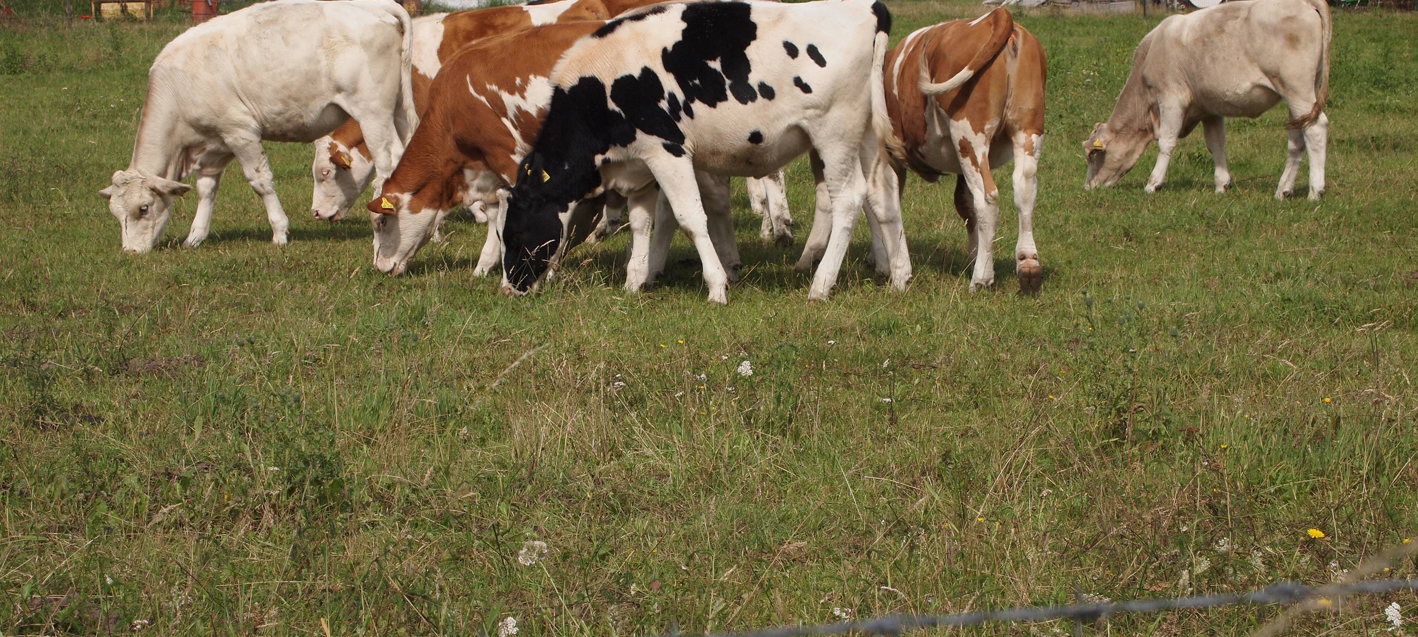 Bauernmarkt lockt nur noch heute