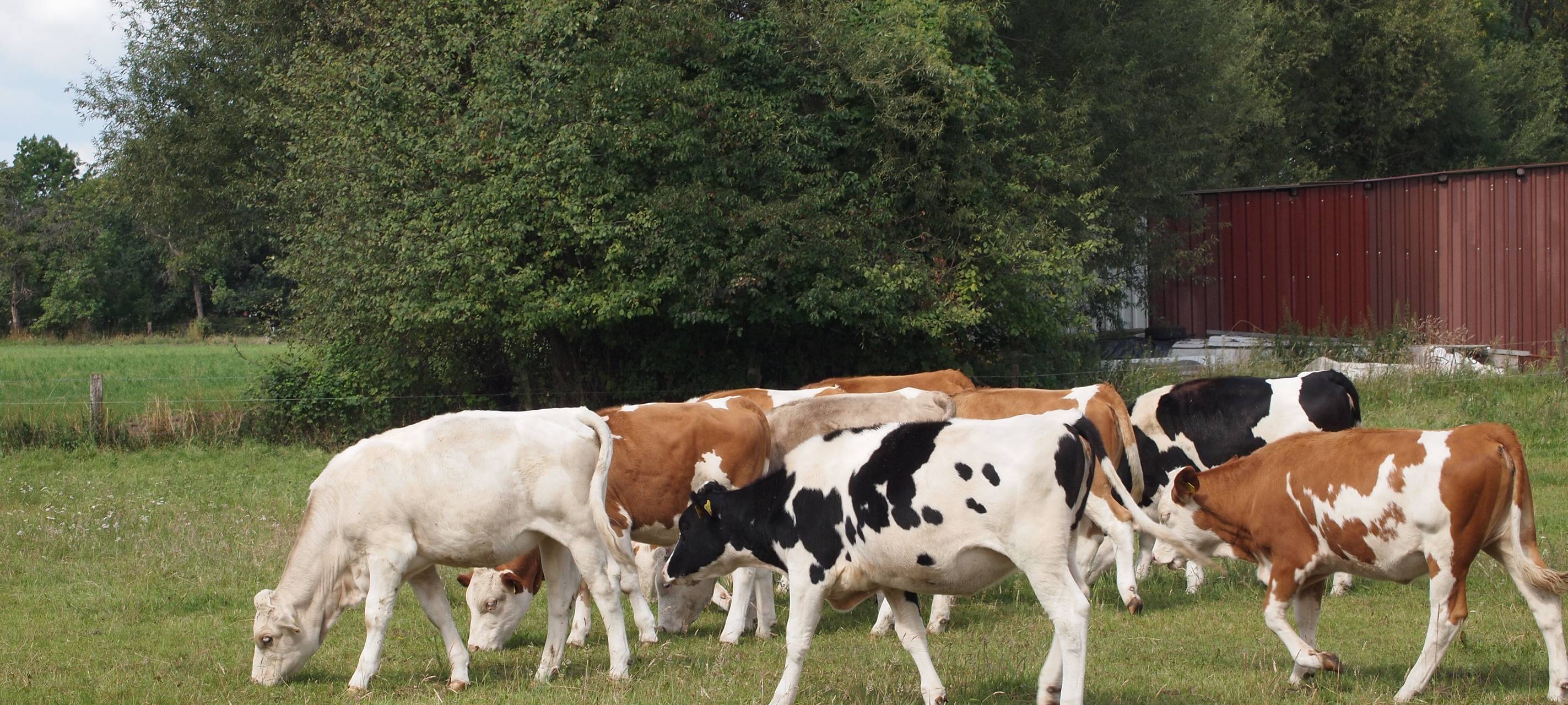 Bauern im Kreis nach Lebensmittelgipfel skeptisch