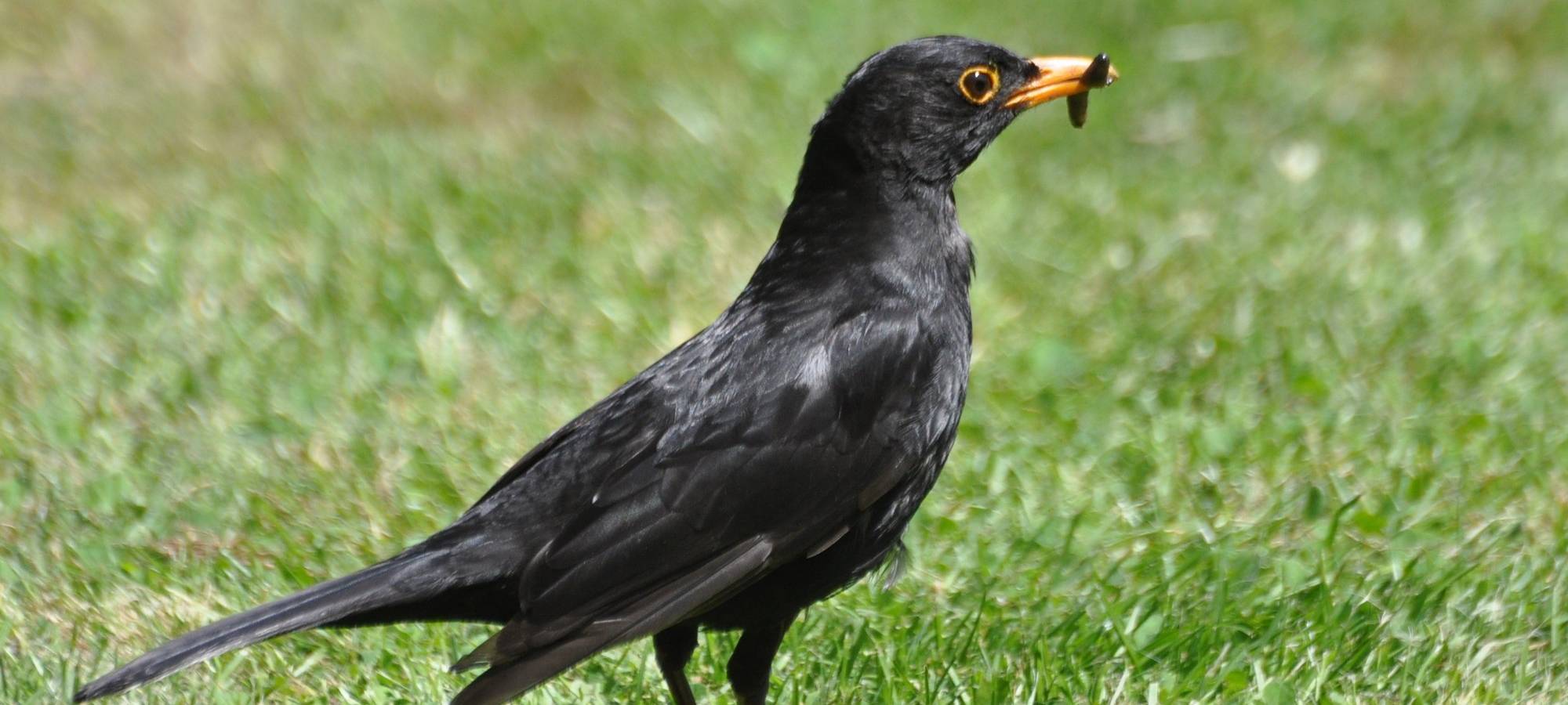 Mehr Teilnehmer bei Vogelzählung als je zuvor