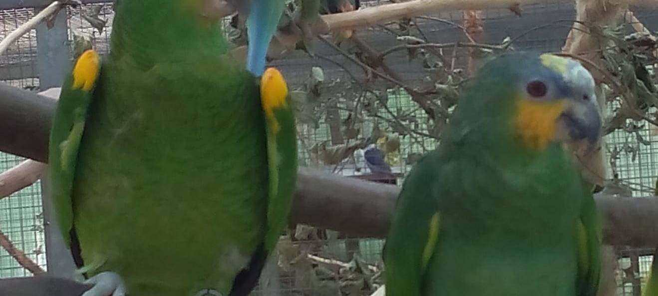 Gestohlene Papageien wieder aufgetaucht