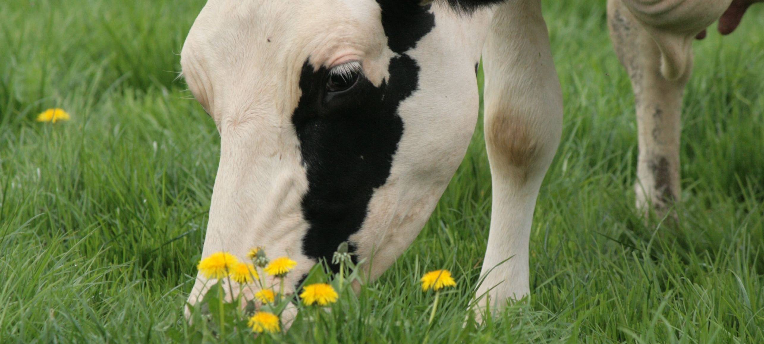 Eisdiele Kuhbar bekommt Negativpreis