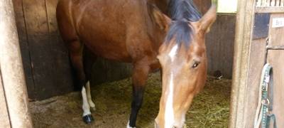 Sechs vernachlässigte Pferde beschlagnahmt