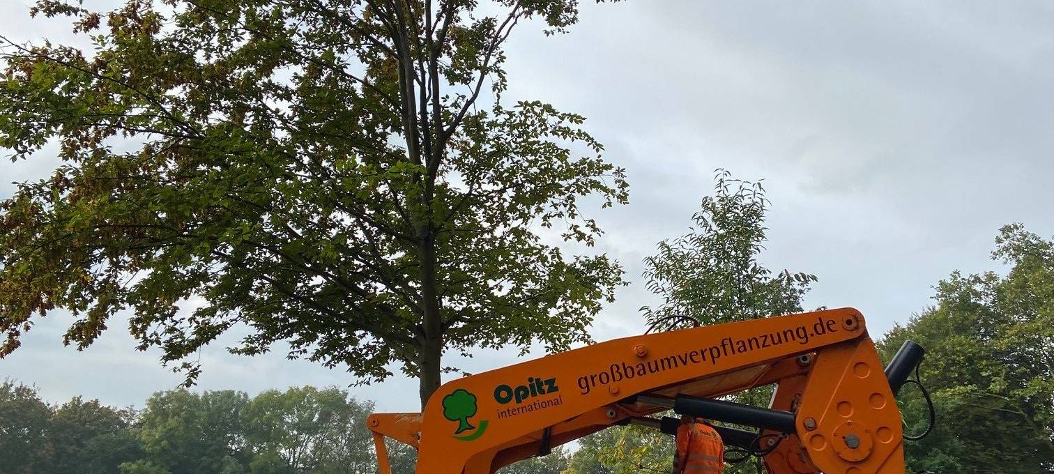 Baum-Umzug in Hattingen Welper