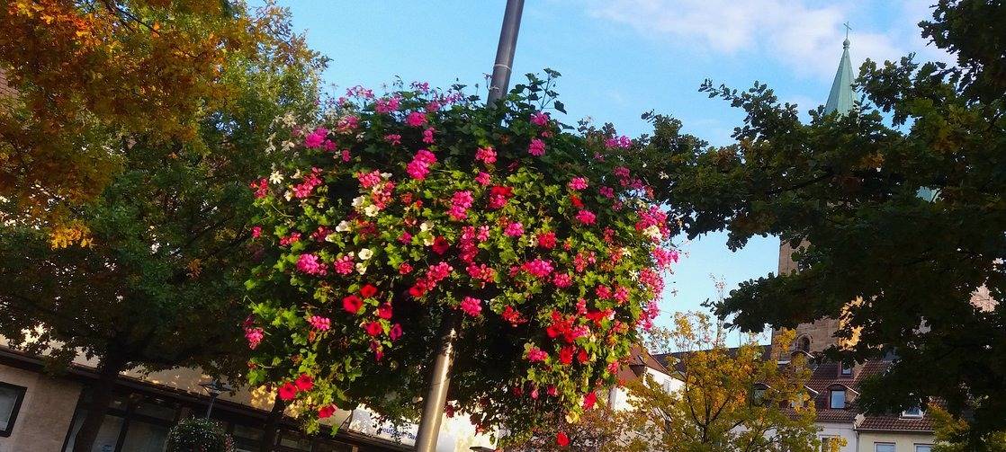 "Blüten für die Stadt" kehrt in Schwelm zurück
