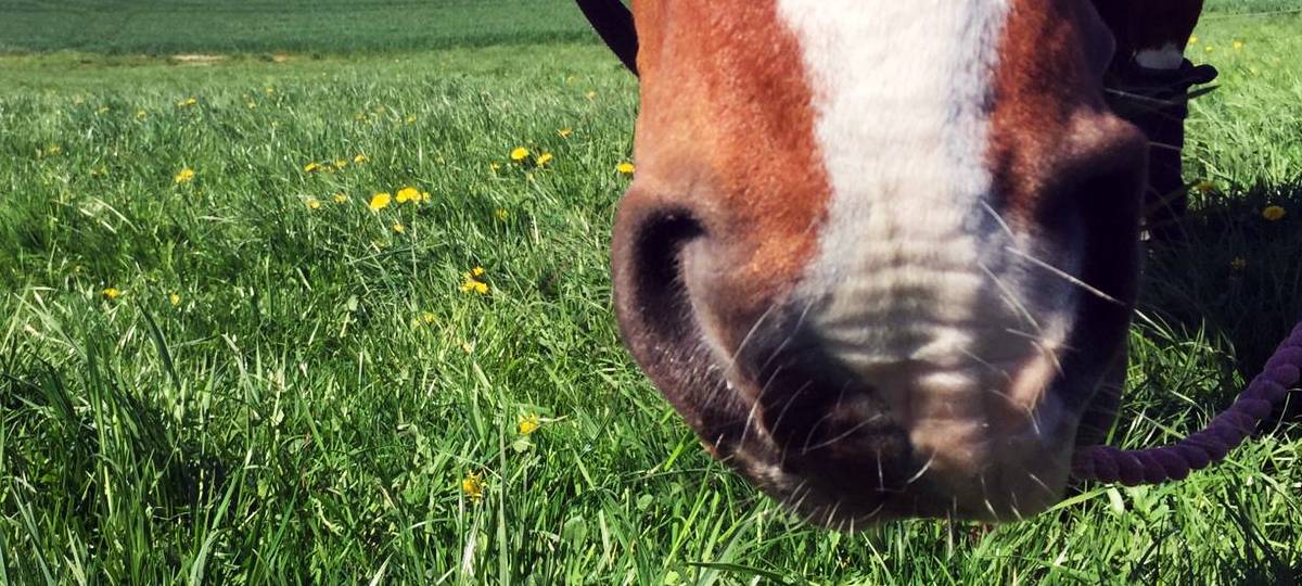 Neue Reitkennzeichen werden fällig