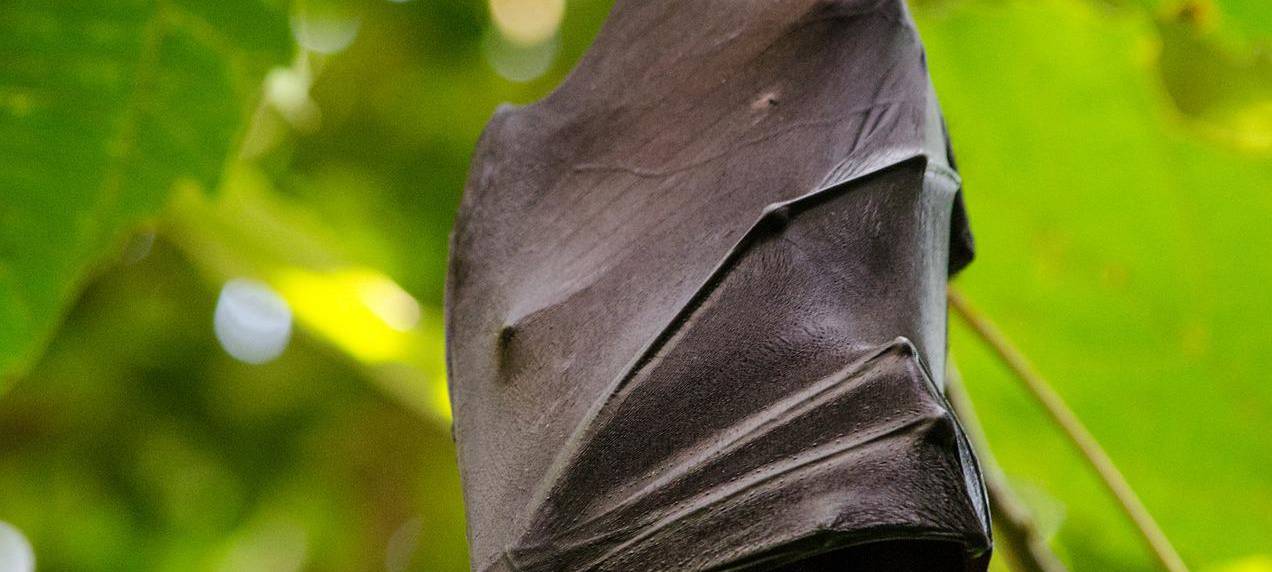 Spannender Termin: Fledermausführung in Wetter
