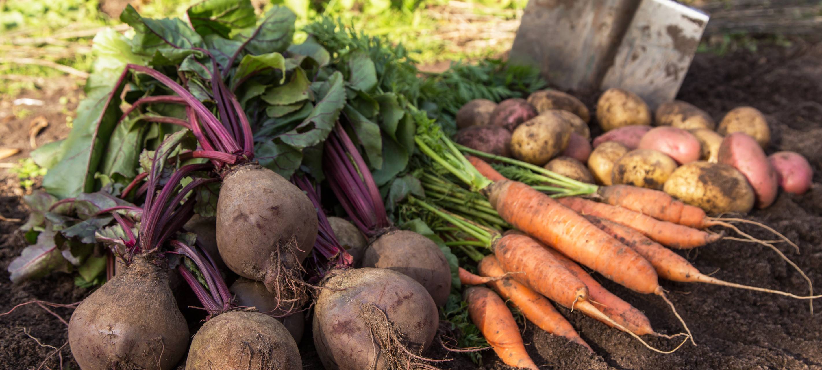Ernte-Bilanz im Ennepe-Ruhr-Kreis ist durchwachsen