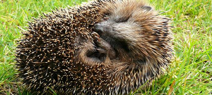 Igel durch Mähroboter in Gefahr