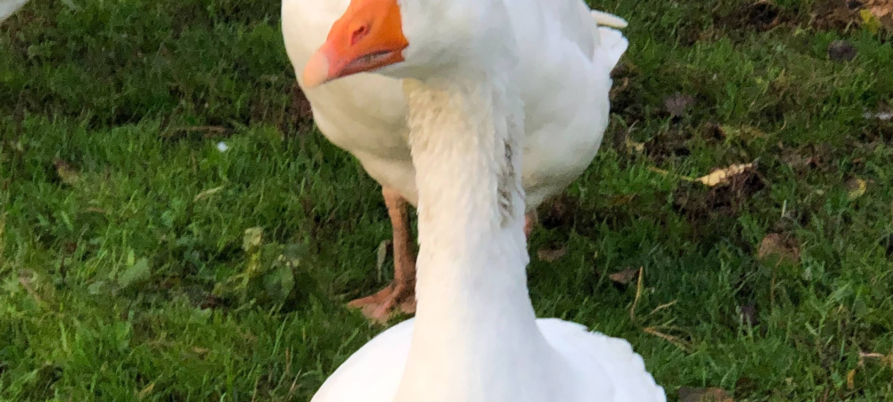 Warum kostet ein Gans-Gericht im Restaurant so viel Geld?