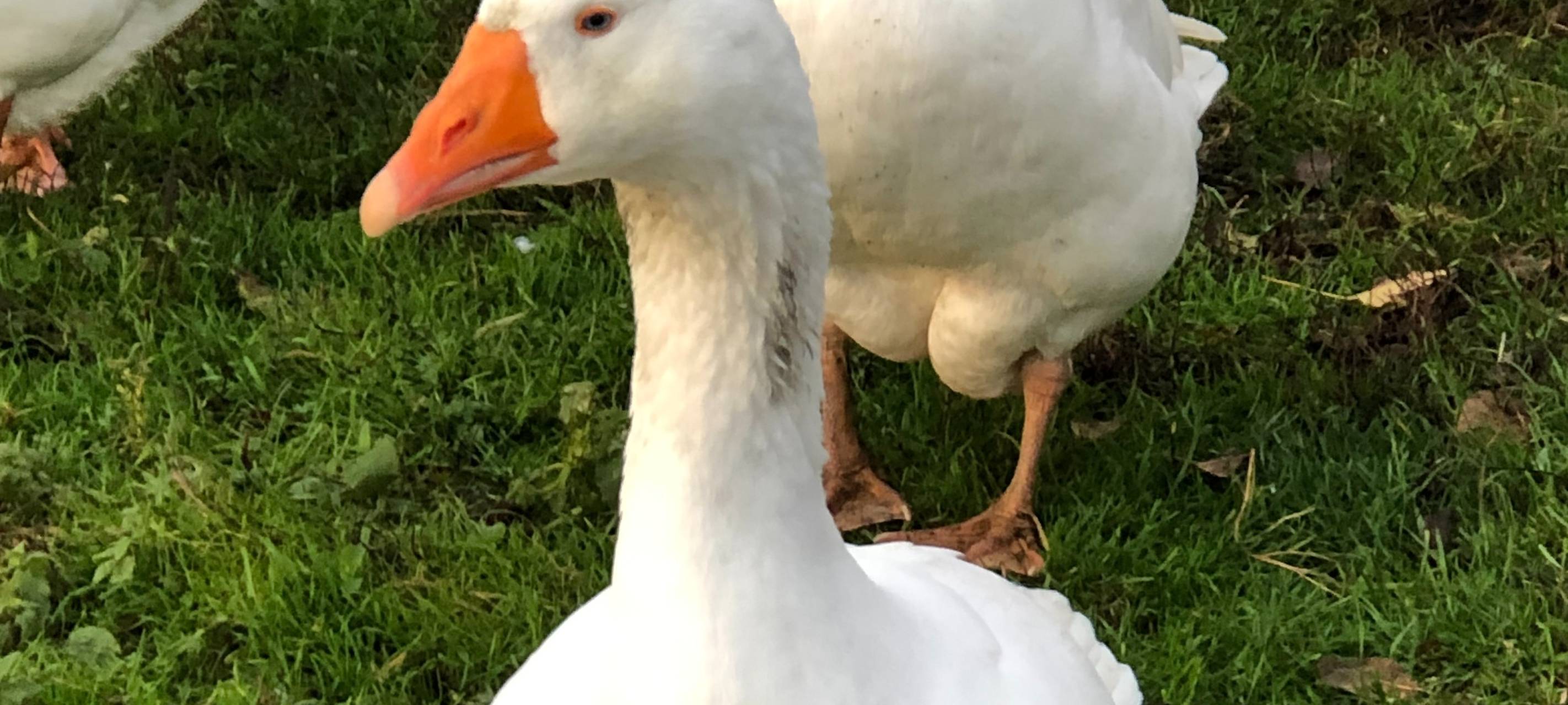 Vogelgrippe: Veterinäramt warnt