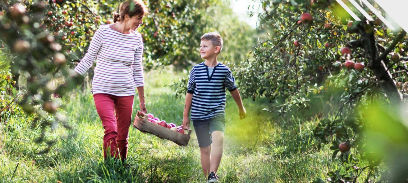 Obstbäume zu gewinnen