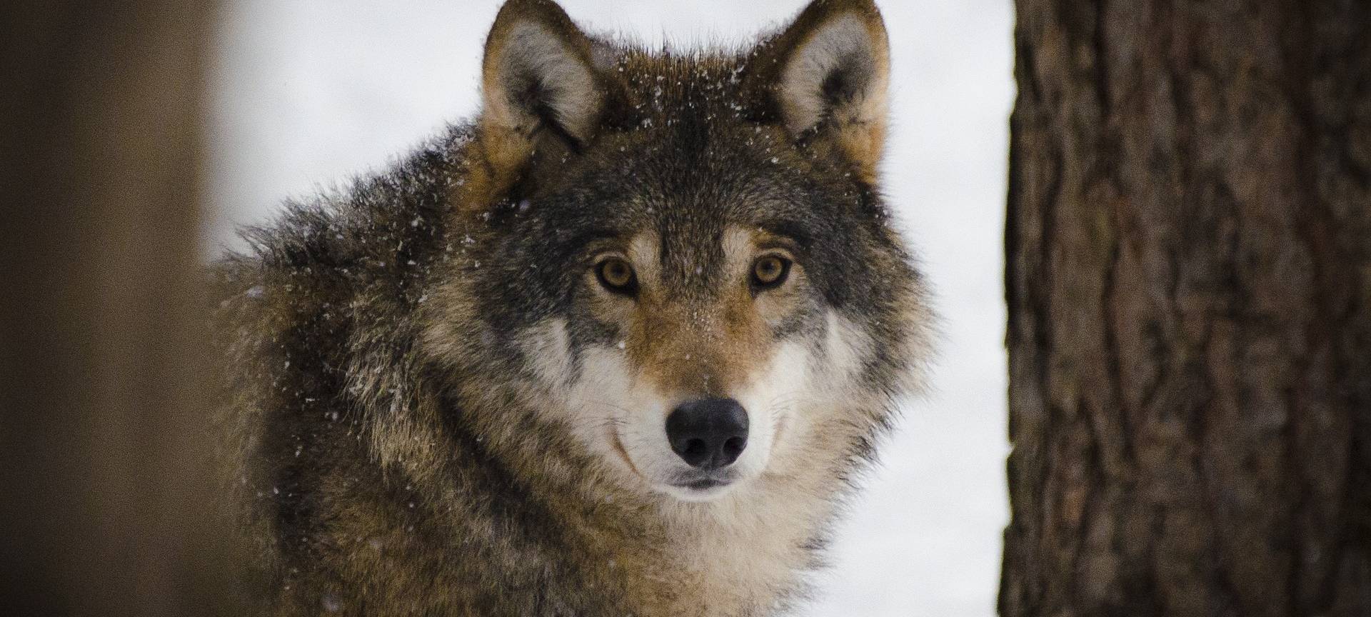 Noch keine Klarheit über Wolfssichtungen