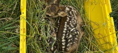 Frühjahr gefährdet Rehkitze