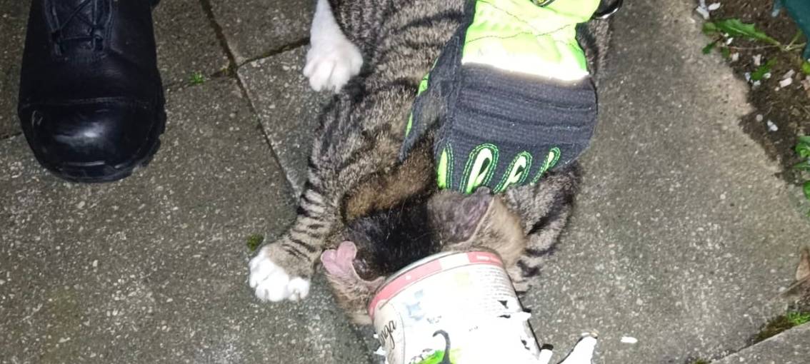 Katze steckt in Konservendose