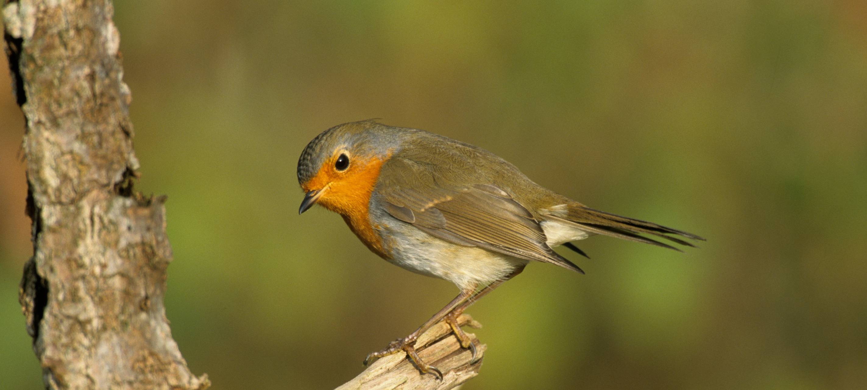 NABU zählt Vögel im Kreis