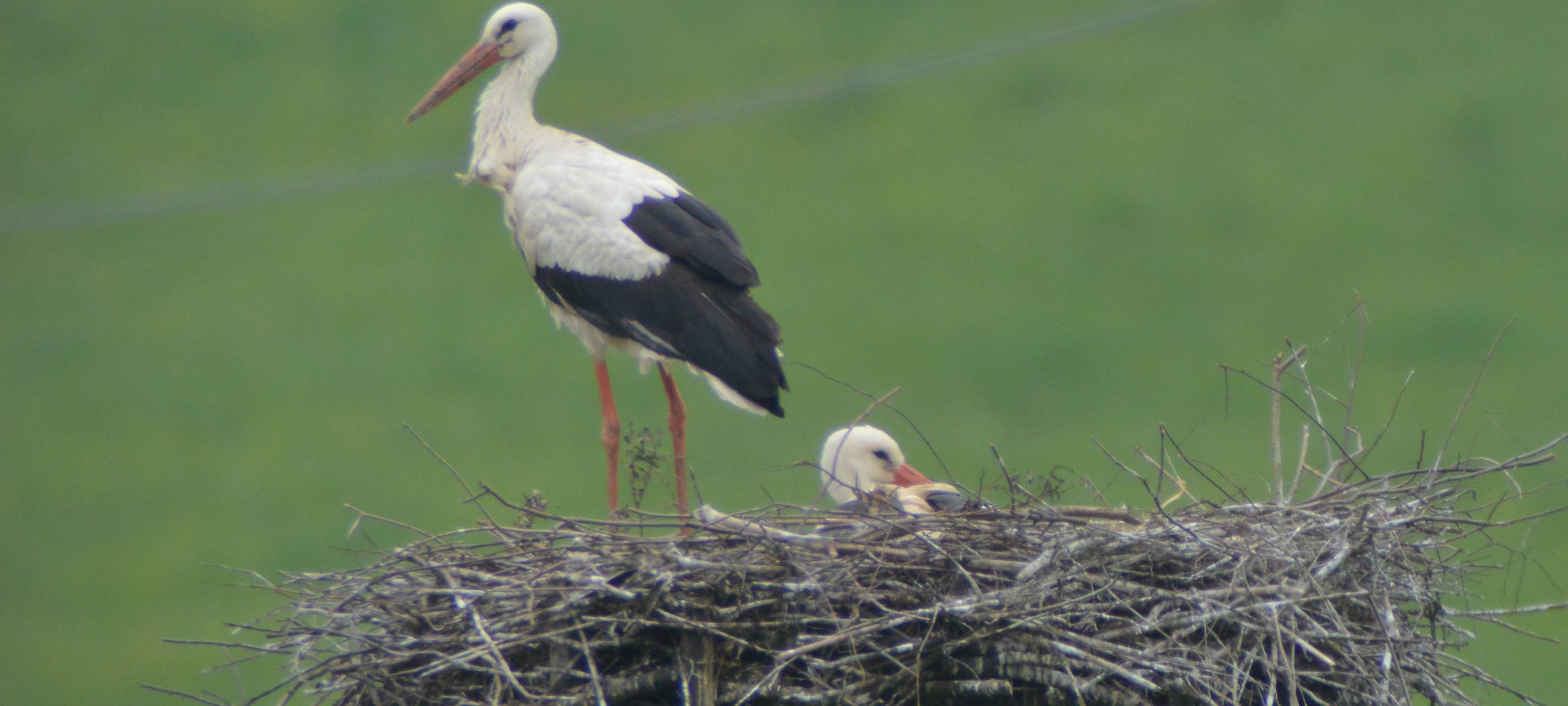 Storchennachwuchs in Witten