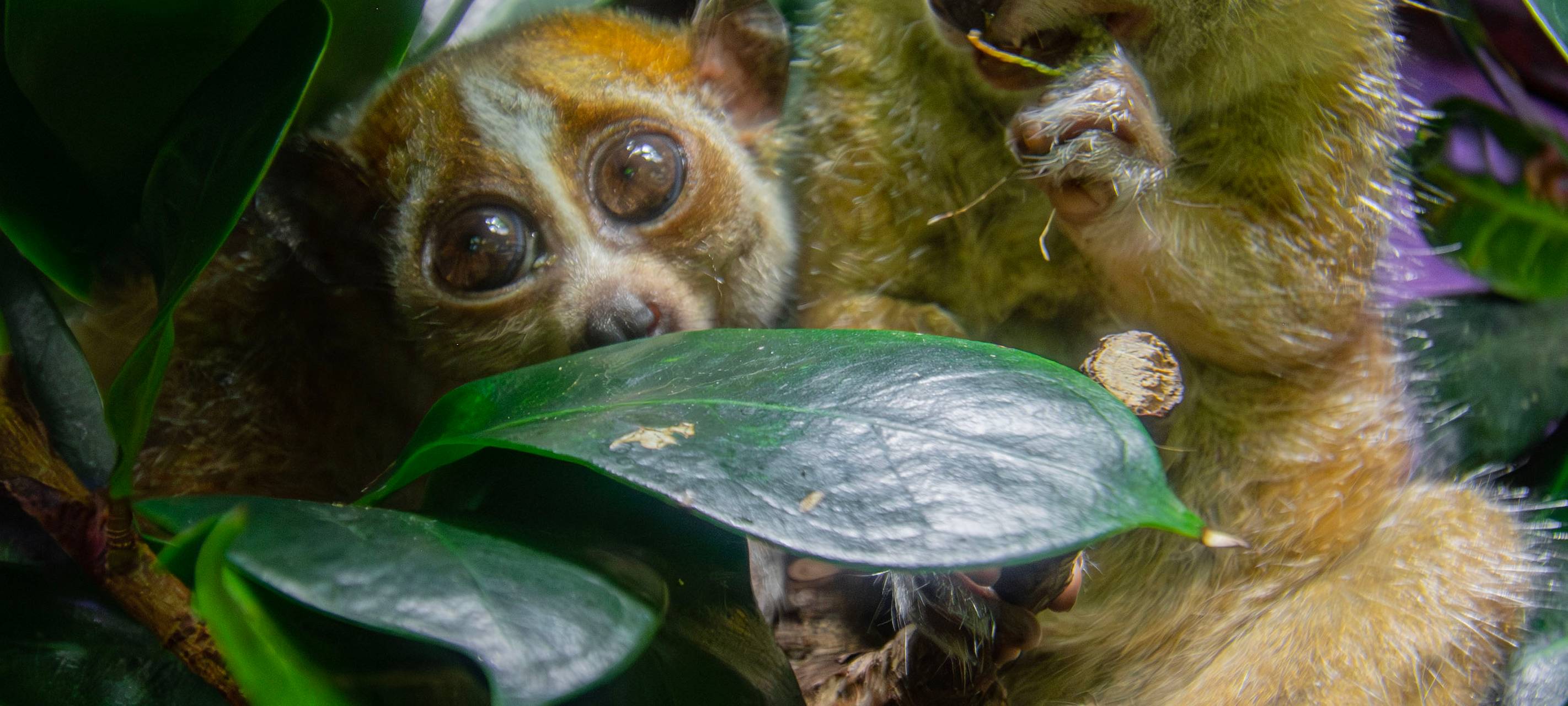 Dortmunder Zoo feiert Geburtstag