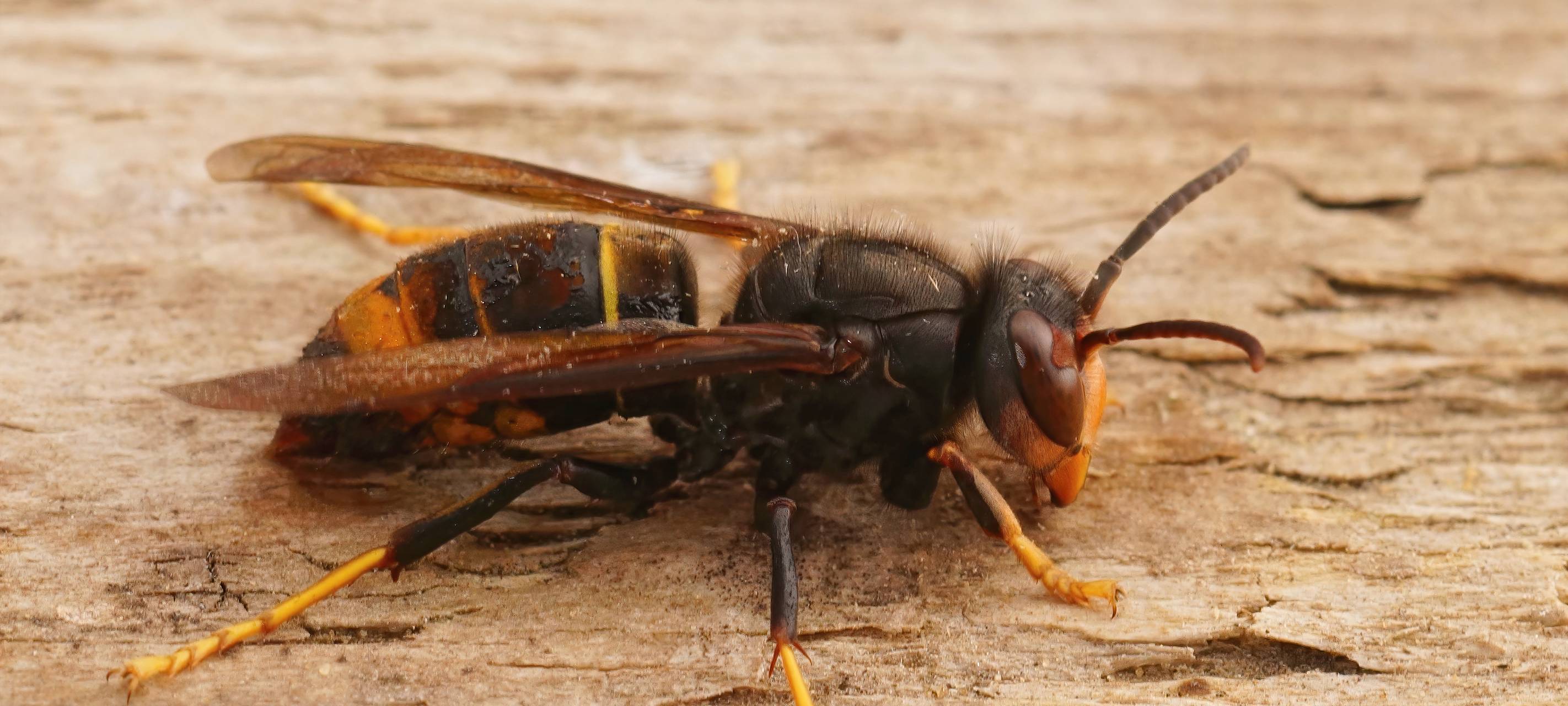Invasive Hornisse breitet sich aus