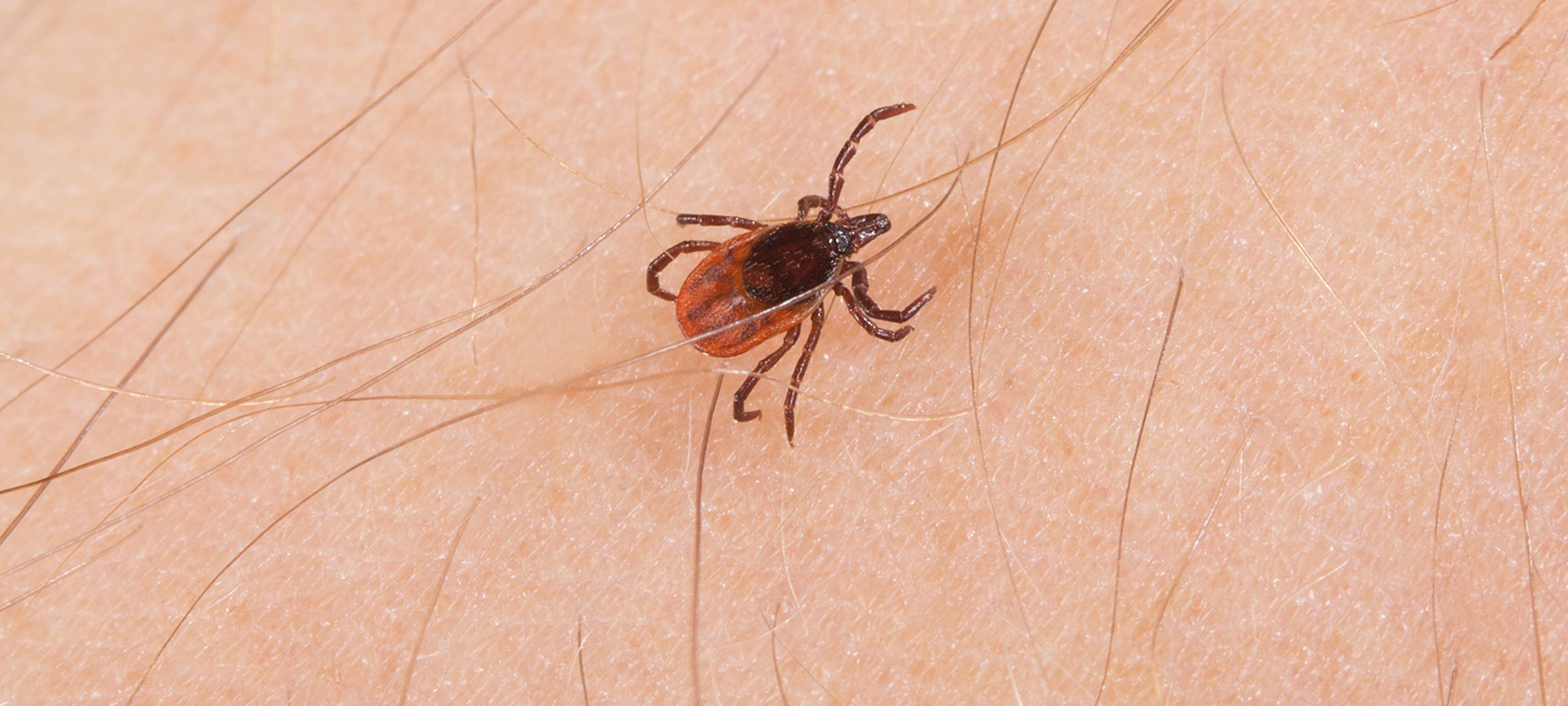 Mit dem Frühling kommen auch die Zecken