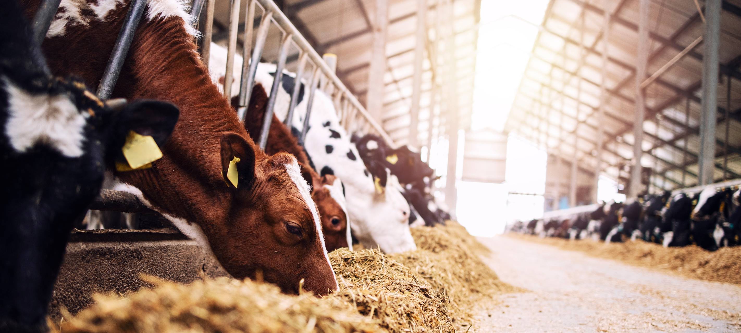 Blauzungenkrankheit: Über 15.000 Infektionen