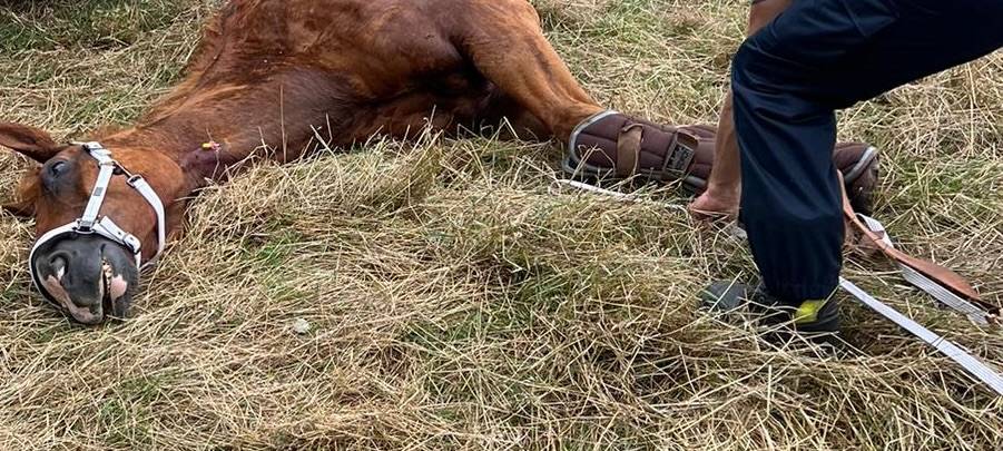 Feuerwehr Hattingen rettet Pferd