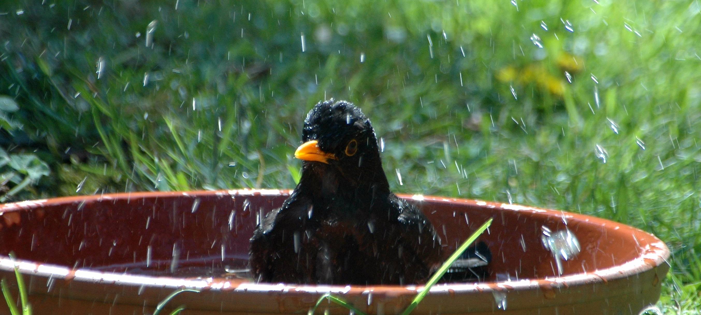 Bei Hitze an Wildvögel denken